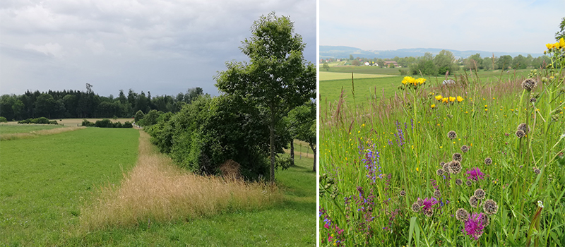 Hecke im Chapf, Wermatswil und artenreiche Magerwiese am Tämberg.