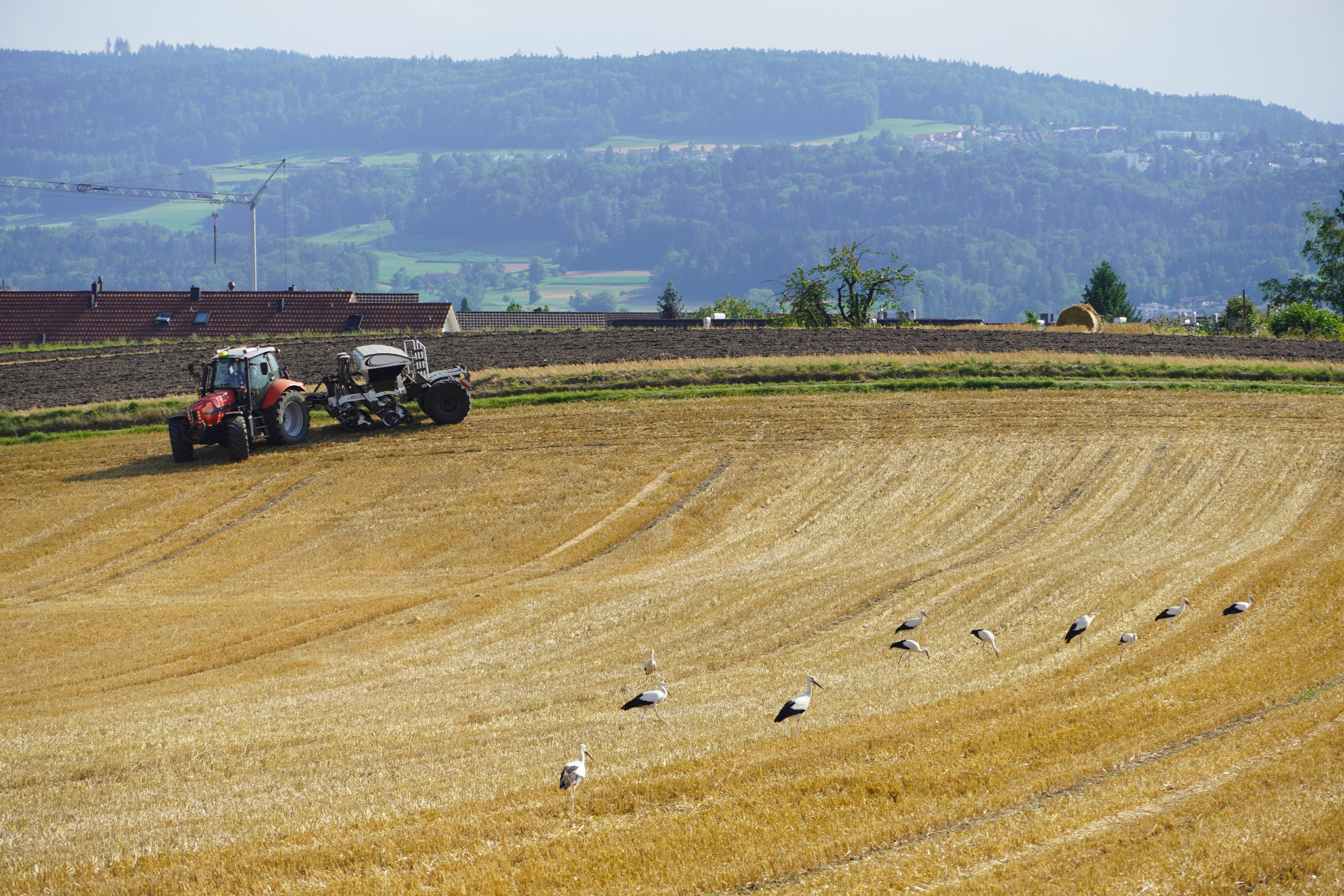 Traktor säht auf Feld, Störche suchen Nahrung