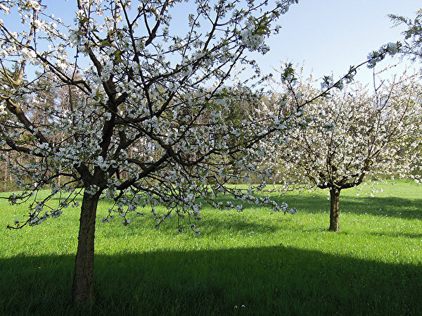 Obstbäume