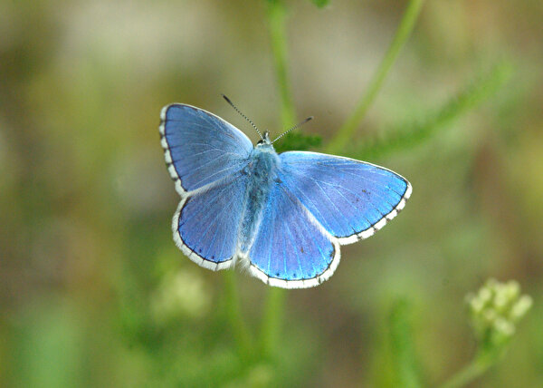 Blauer Schmetterling