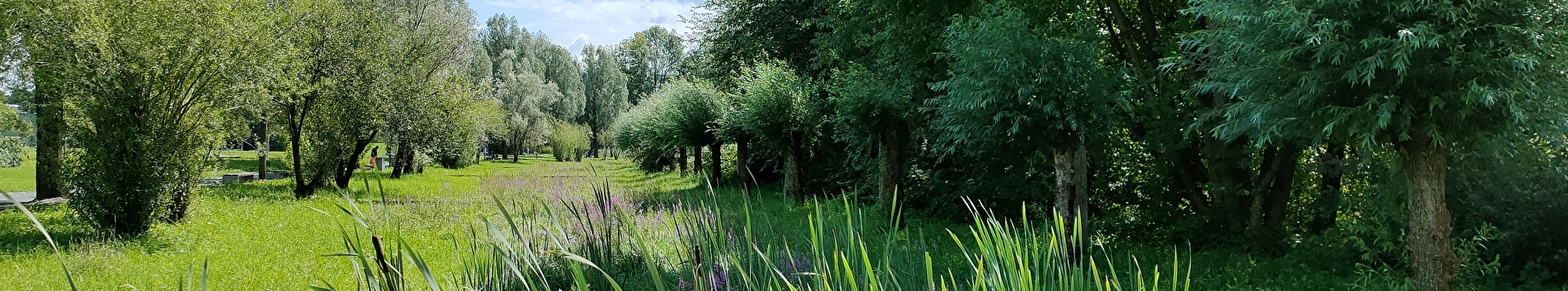 Im Hohfurenpark gibt es Schilf, blühende Blumen, Büsche und Bäume