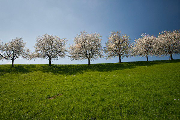 Bäume auf Wiese