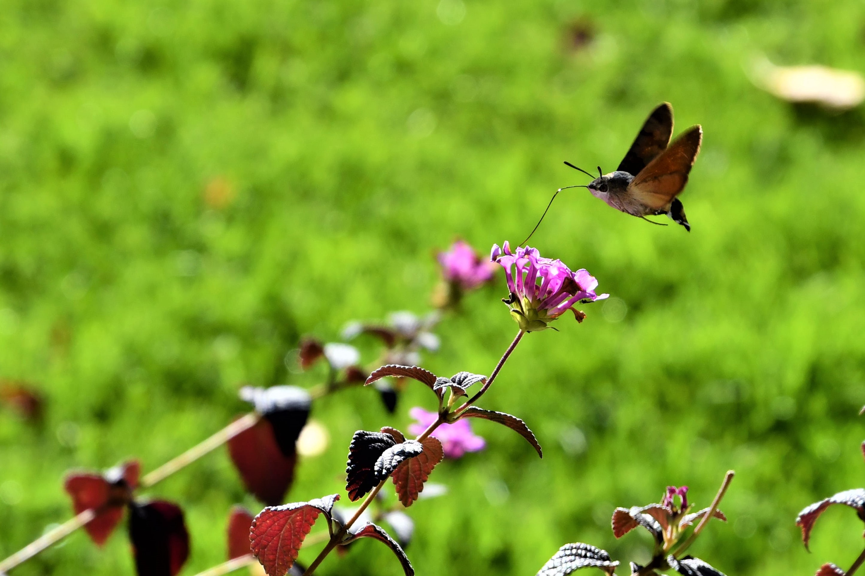 Falter fliegt zu Blume, Nahaufnahme