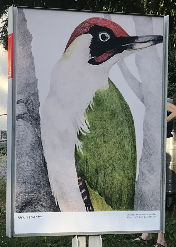 Grünspecht auf einer Plakatfläche