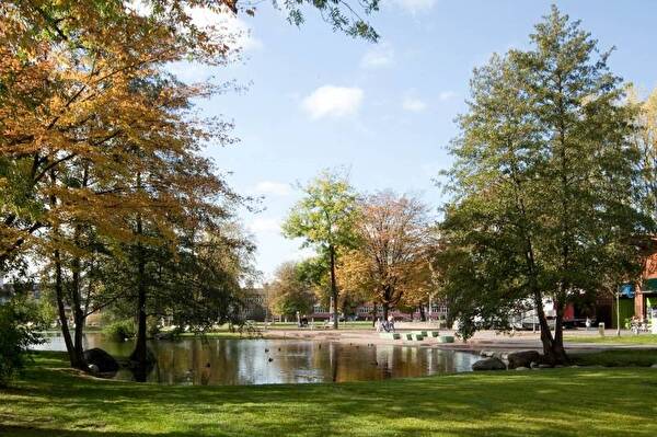 Bäume im Stadtpark