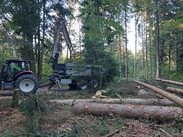 Seit dieser Woche werden im Ustermer Wald vom Borkenkäfer befallene Fichten gefällt