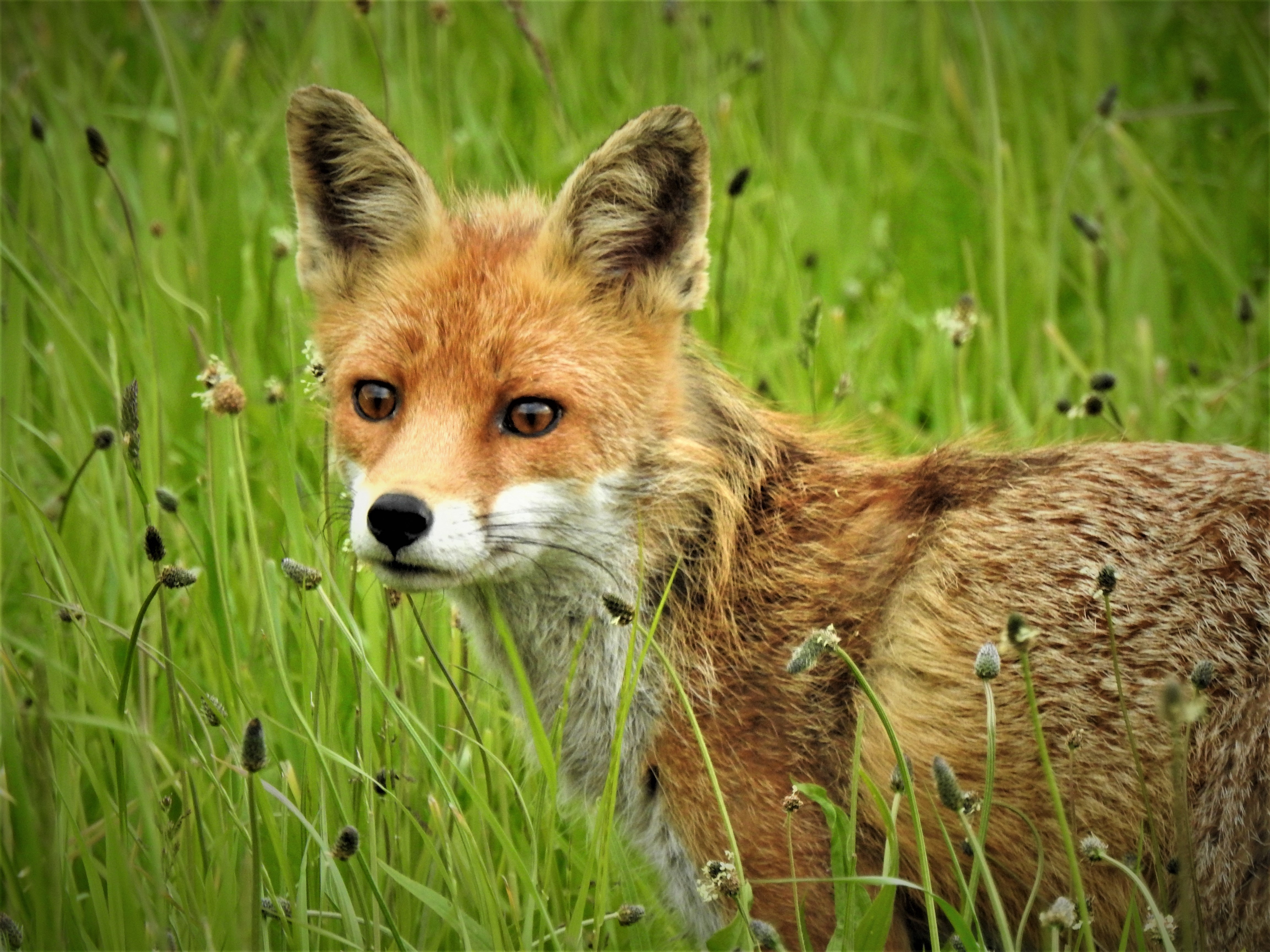 Stadtfuchs in Wiese