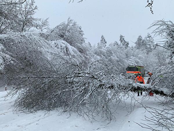 Umgestürzter Baum auf der Winterthurerstrasse nach Gutenswil
