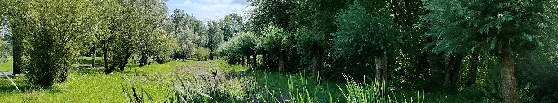 Im Hohfurenpark gibt es Schilf, blühende Blumen, Büsche und Bäume