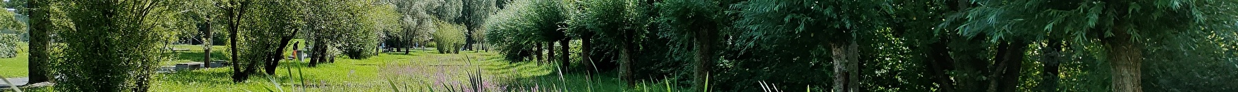 Naturschutzgebiet in Uster mit Bäumen, Wiesen, Schilf, Blumen