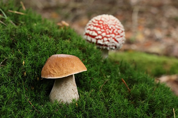 Pilze im Wald