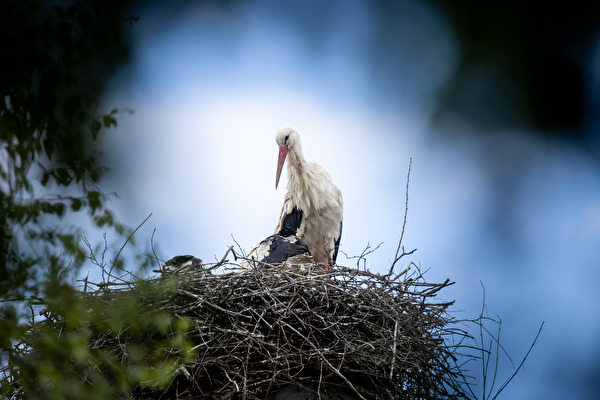 Storch im Netz