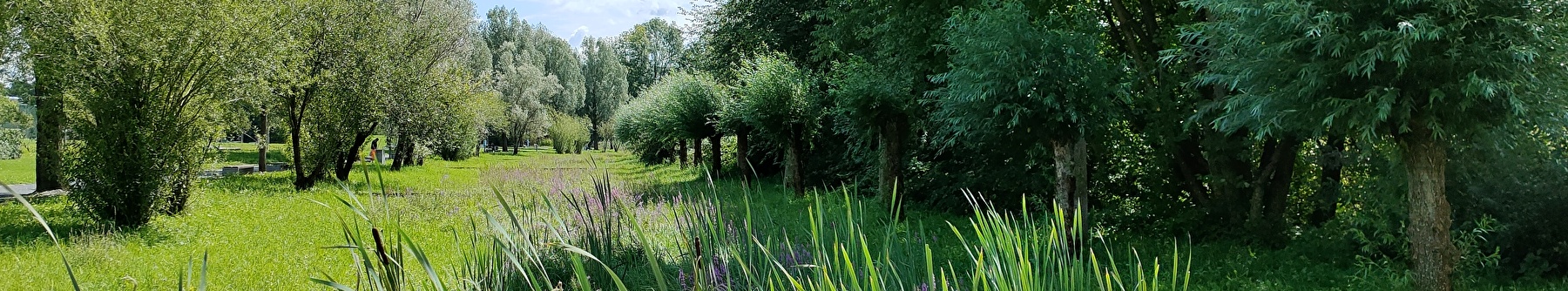 Im Hohfurenpark gibt es Schilf, blühende Blumen, Büsche und Bäume