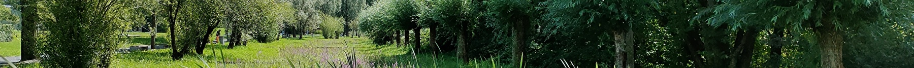 Im Hohfurenpark gibt es Schilf, blühende Blumen, Büsche und Bäume