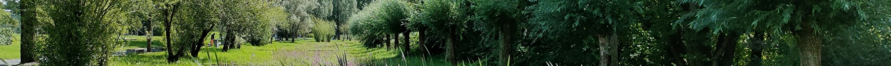 Im Hohfurenpark gibt es Schilf, blühende Blumen, Büsche und Bäume