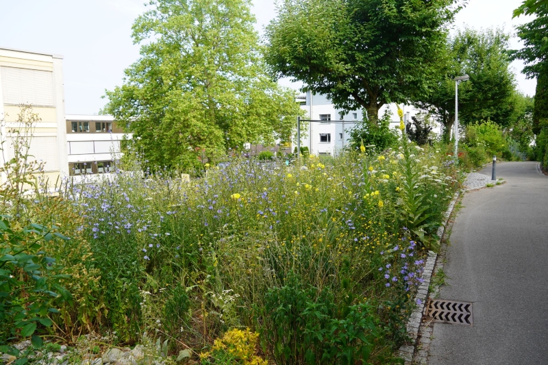 bunte Wiese an Wegrand
