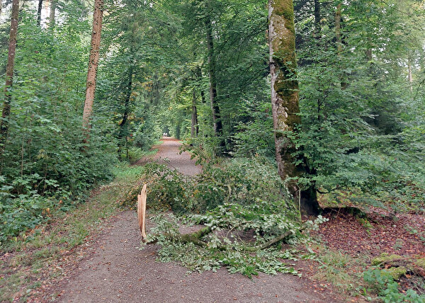 Abgebrochener Ast im Wald