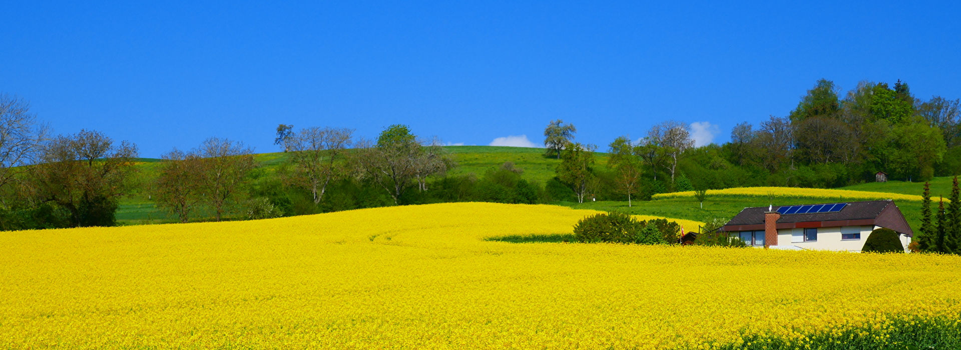 Frühling 5