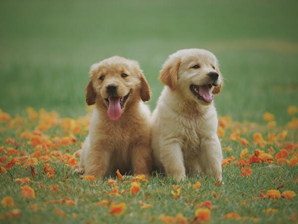 Bild von zwei Hundewelpen