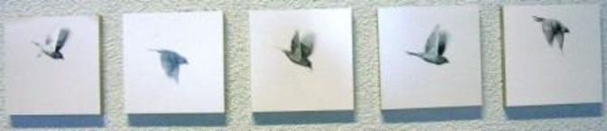 Spatz 1 - 5, 2006, Fotografie auf Barytpapier, je 12 x 12 cm