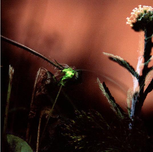 Glühwürmchen, 2006, Fotografie auf Alu, 50 x 50 cm
