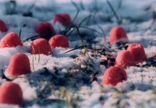 Flora und Fauna 1, 2000 - 2006, Foto auf Alu 50 x 70 cm