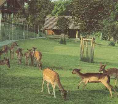 Foto Hirschpark