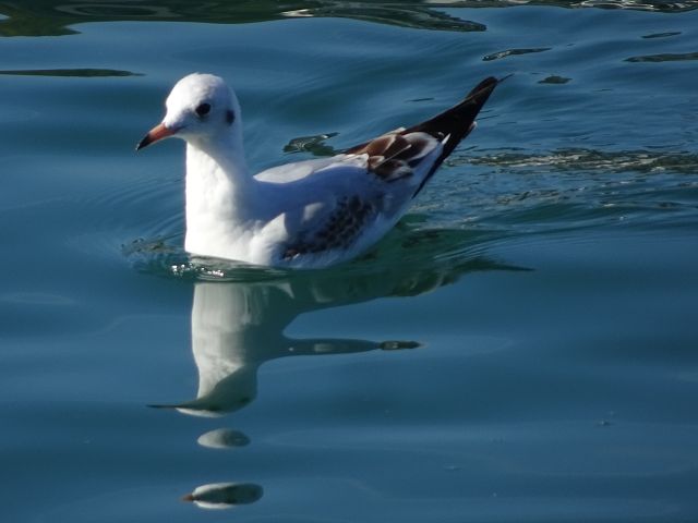 Möve