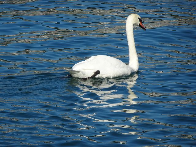 Schwan