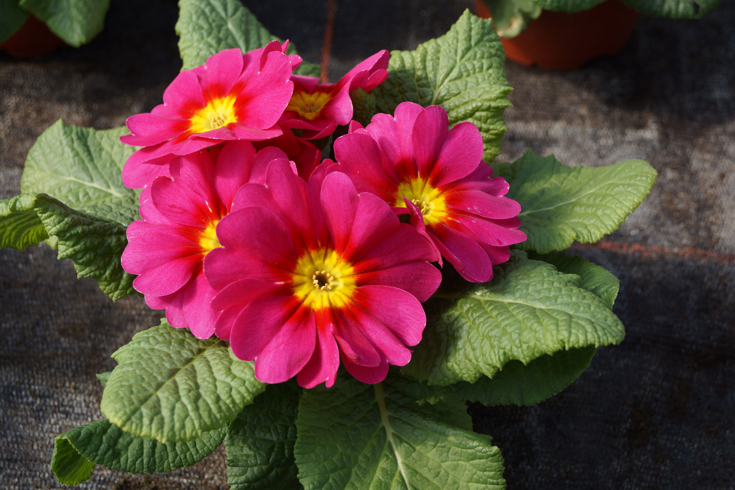 Foto Blumen