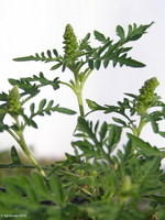 Foto Ambrosia