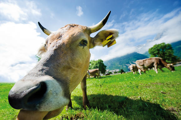 Muuhh! Die Landwirtschaft trägt zum schönen Dorfbild bei. 