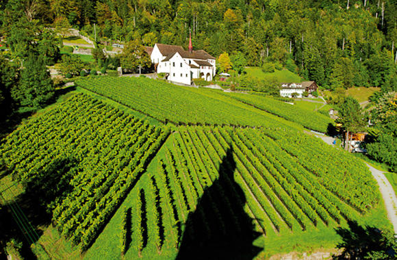 Am sonnigen Berghang gedeihen die Reben prächtig.