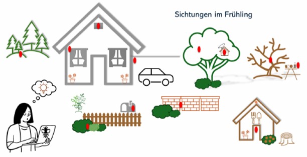 Schema zur Sichtung Asiatischer Hornissen im Frühling