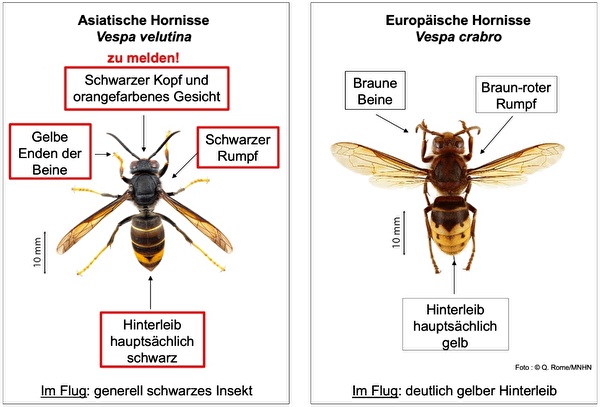 Asiatische Hornisse vs. Europäische Hornisse