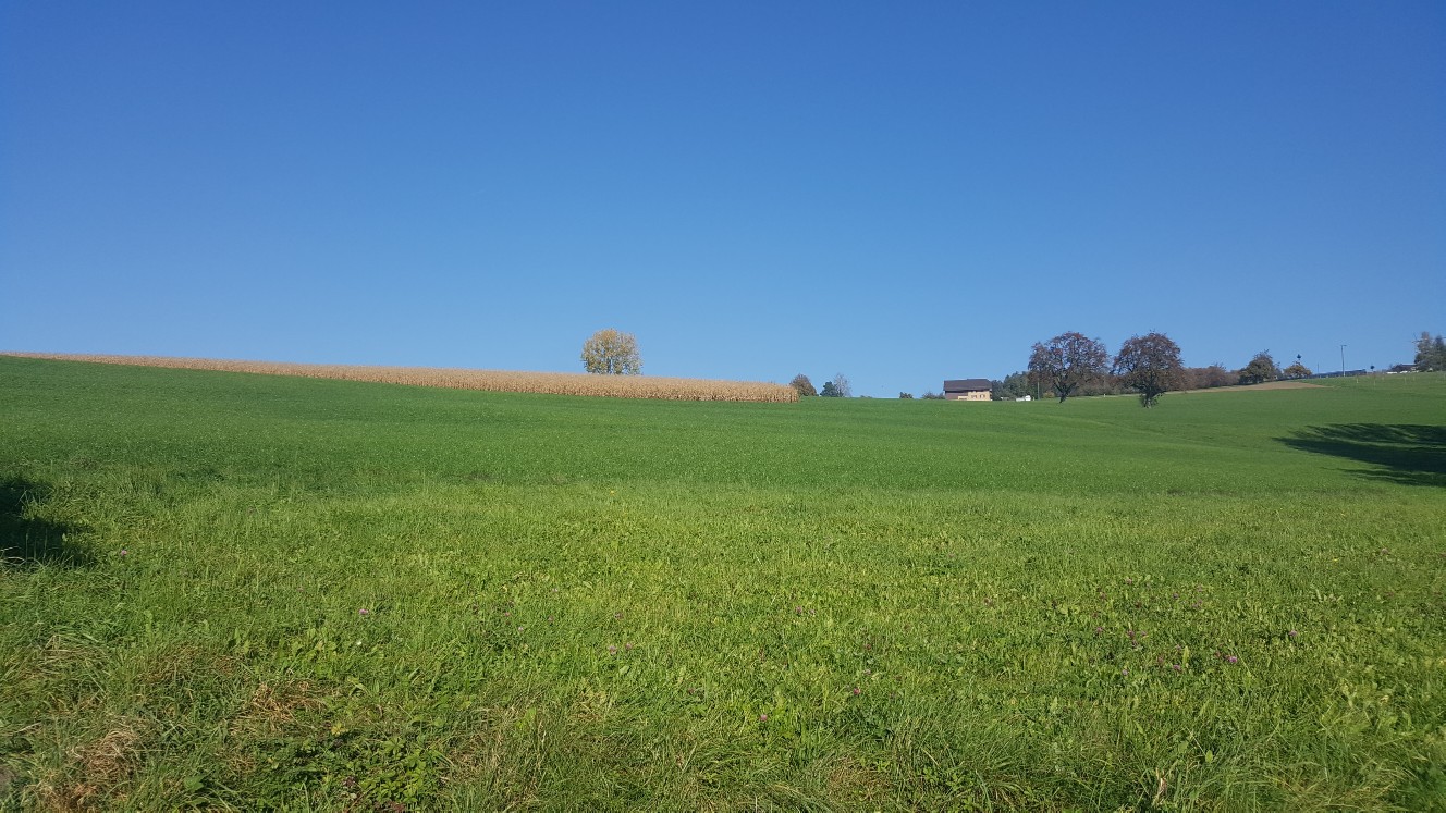 Bühl-Birch_1