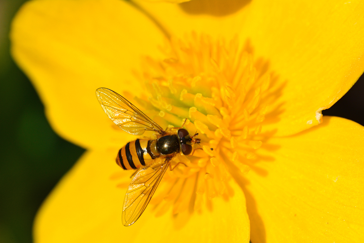 Bienchen auf Blüte