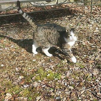 Findelkatze, getigerte, kurzhaarige Katze