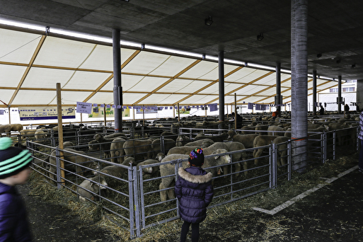 Interkant. Zuchtschaf Ausstellungsmarkt