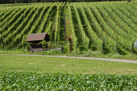 Rebberg