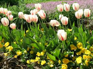 Tulpen in allen Farbvariationen