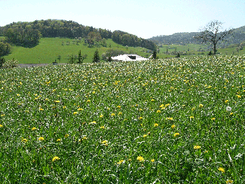 Saftige Wiese