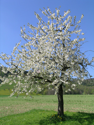 Kirschbaum