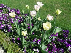 Tulpen und Stiefmütterchen im französischen Garten