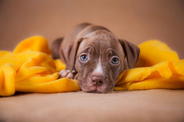 Hund auf einer Decke