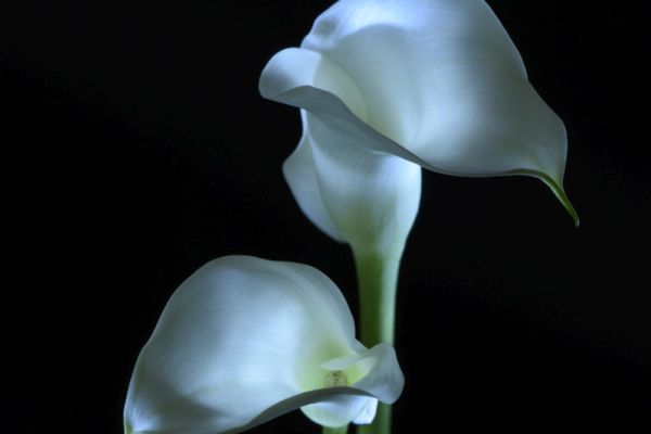 weisse Calla (Blume) vor schwarzem Hintergrund