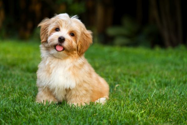 Kleiner Hund auf einer Wiese