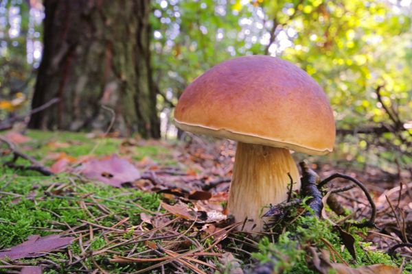 Pilz im Vordergrund, Wald im Hintergrund