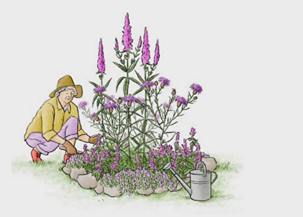 Clipart-Bild, ältere Dame vor einem Strauch mit violetten Blumen und einer Giesskanne