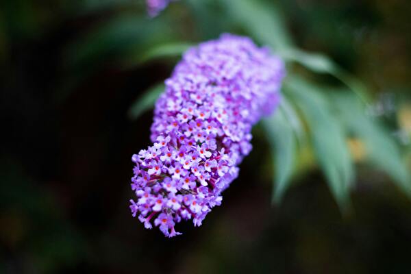 Sommerflieder in violett